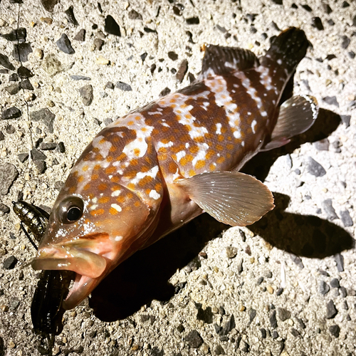 アコウの釣果