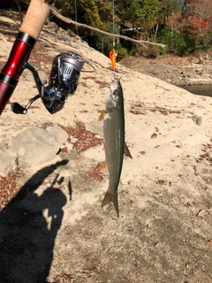 ウグイの釣果