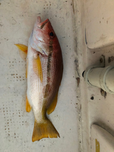 ヨコスジフエダイの釣果