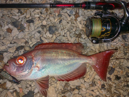 キントキダイの釣果