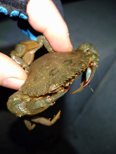 イシガニの釣果