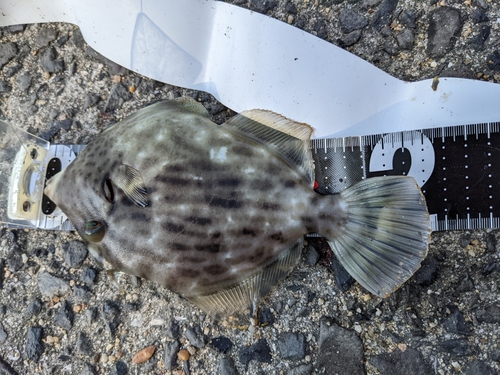 カワハギの釣果