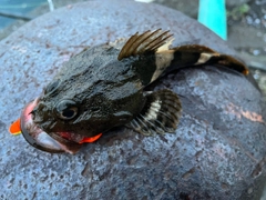 カジカの釣果