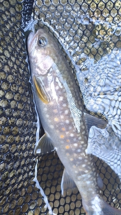 イワナの釣果