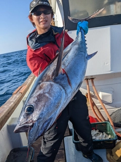 ビンチョウマグロの釣果