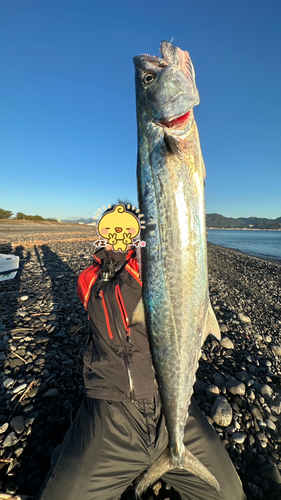 サゴシの釣果