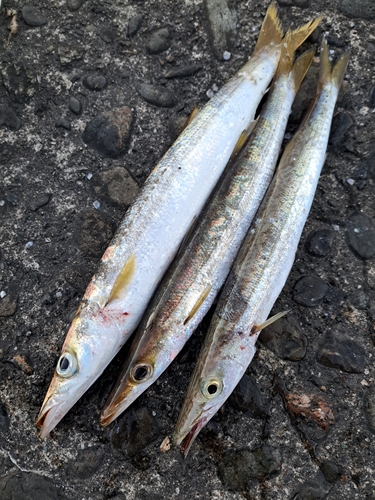 カマスの釣果