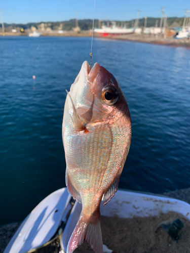 チャリコの釣果