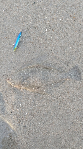 ソゲの釣果