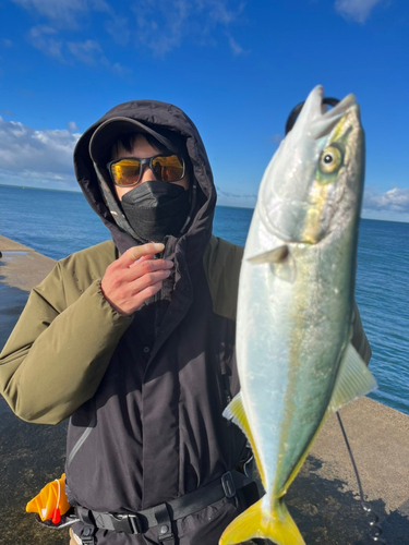 イナダの釣果