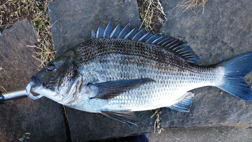 クロダイの釣果