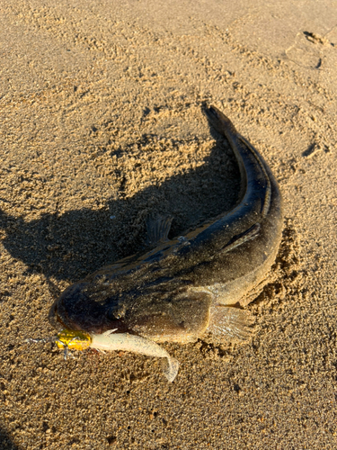 マゴチの釣果