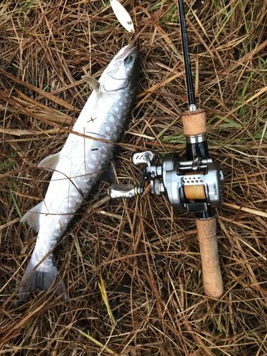 アメマスの釣果