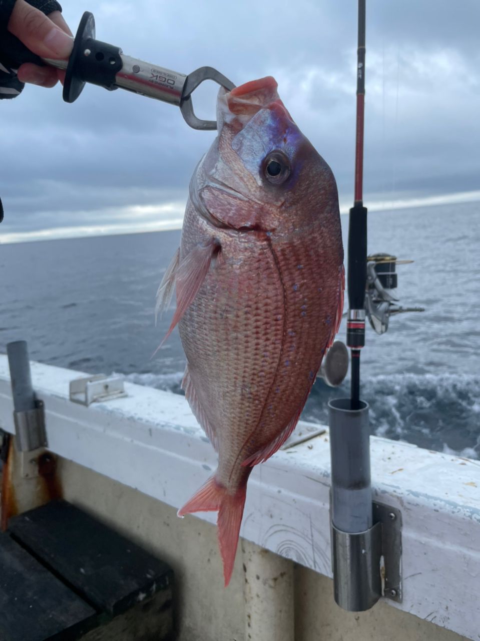 ｈａｒｕさんの釣果 2枚目の画像