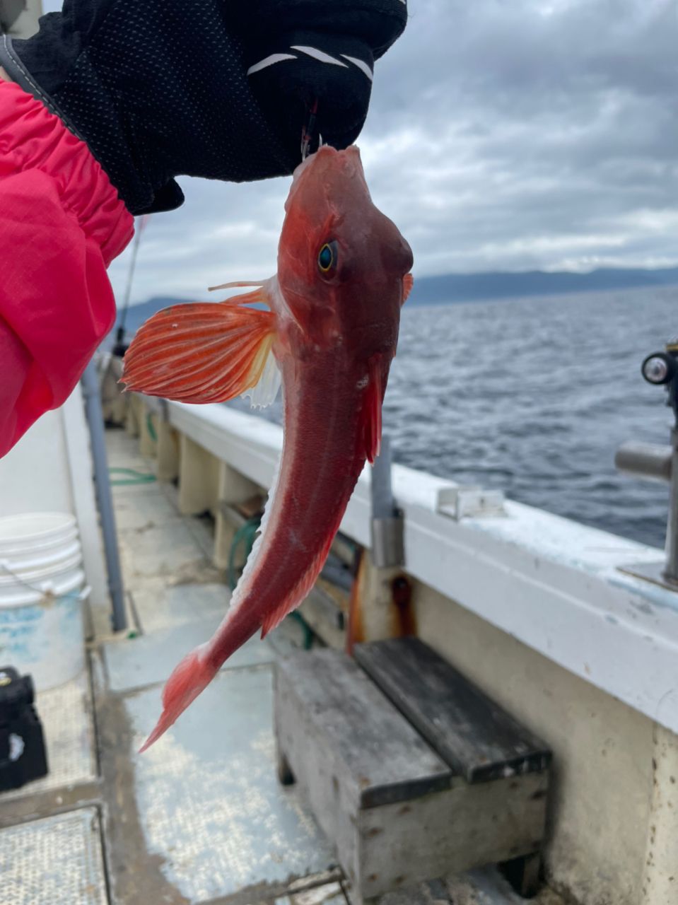 ｈａｒｕさんの釣果 3枚目の画像