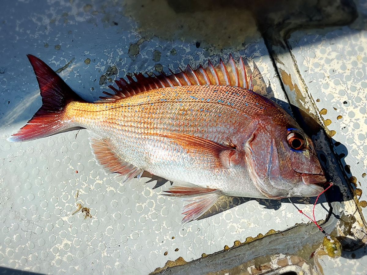 ｈａｒｕさんの釣果 2枚目の画像