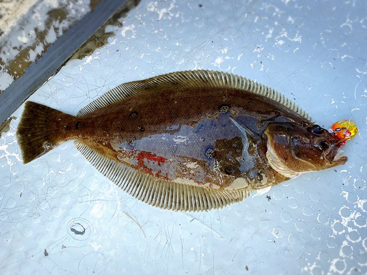 ｈａｒｕさんの釣果 3枚目の画像