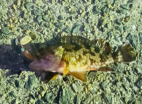 タケノコメバルの釣果