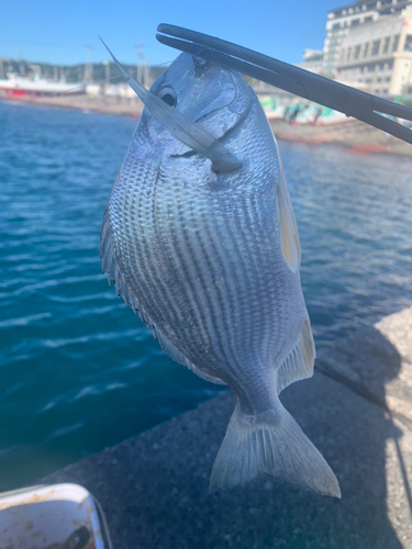 ヘダイの釣果