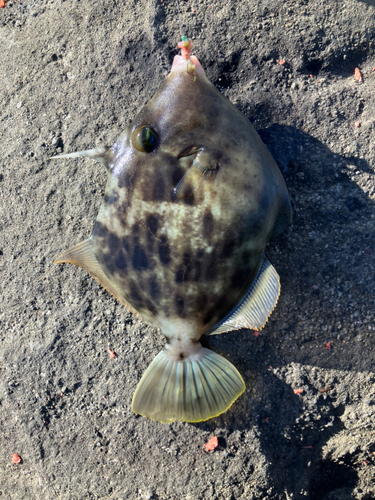 カワハギの釣果