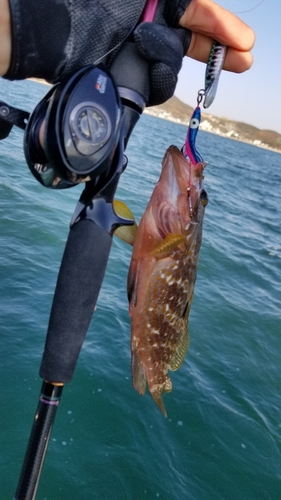 アコウの釣果