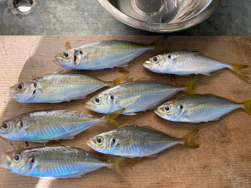 アジの釣果