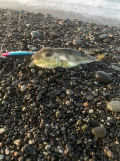 シロサバフグの釣果