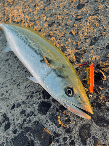 サゴシの釣果