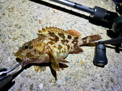 マゴチの釣果