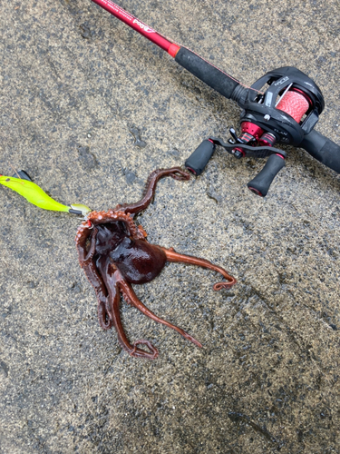 タコの釣果