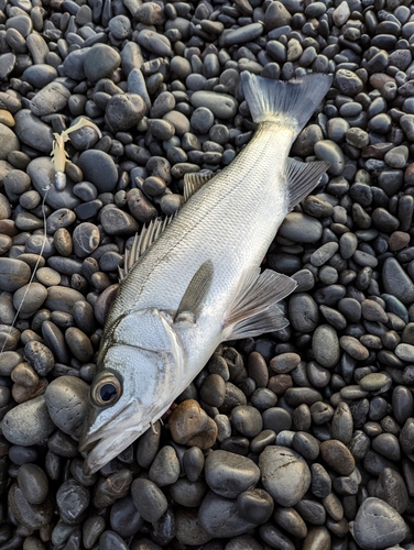 セイゴ（ヒラスズキ）の釣果