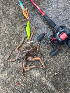 タコの釣果