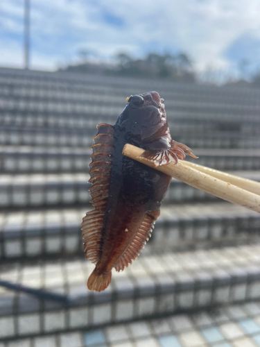 イソギンポの釣果