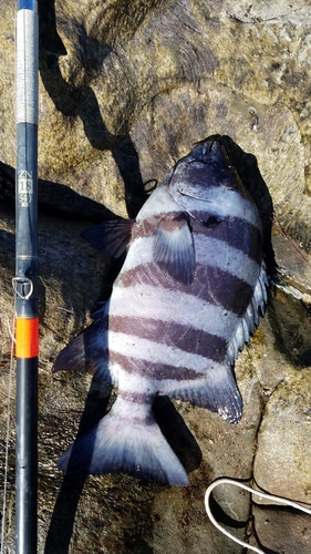 イシダイの釣果