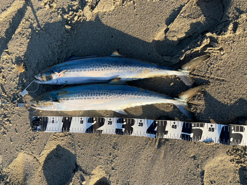 サゴシの釣果