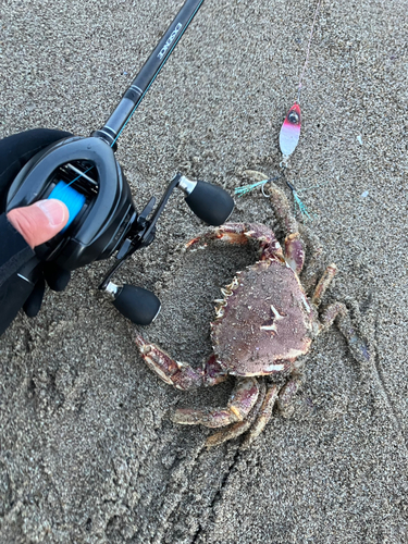 ヒラツメガニの釣果