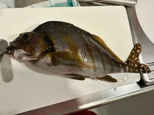 タカノハダイの釣果