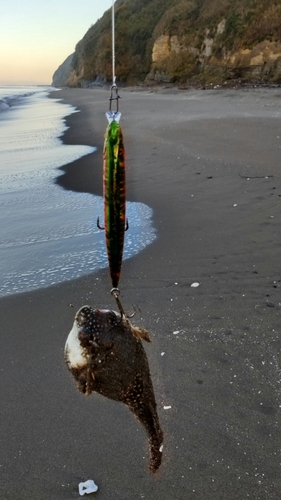 クサフグの釣果