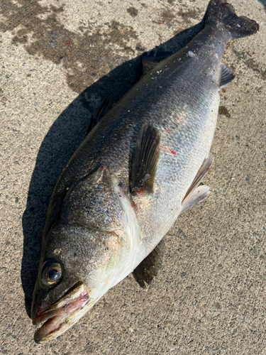 スズキの釣果