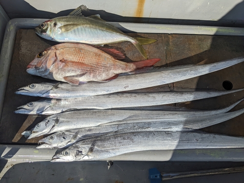 タチウオの釣果