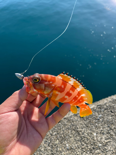 アカハタの釣果