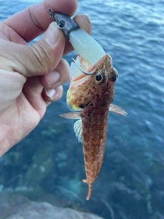 アカエソの釣果