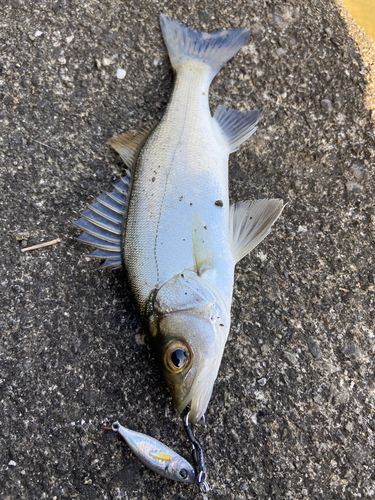 タイリクスズキの釣果