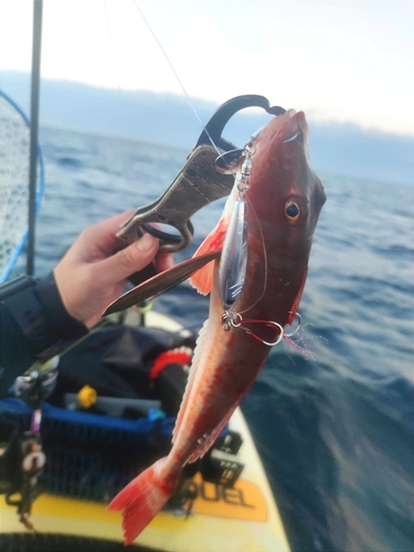 ホウボウの釣果