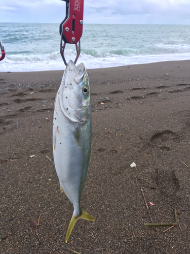 フクラギの釣果