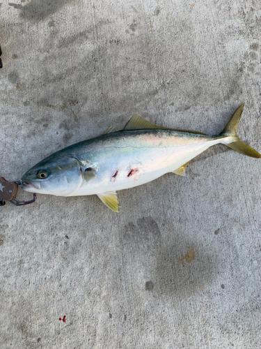 ヤズの釣果