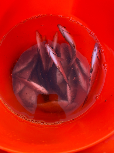 ウミタナゴの釣果