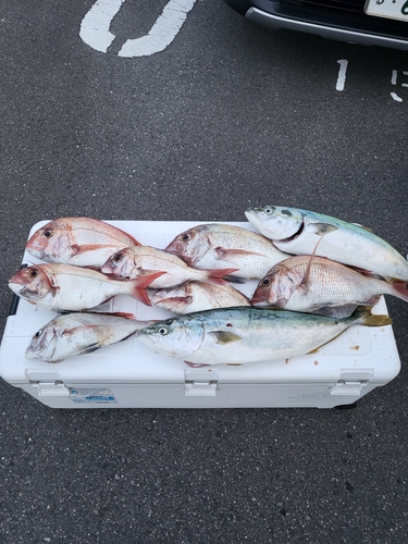 マダイの釣果