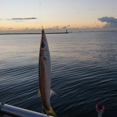カマスの釣果