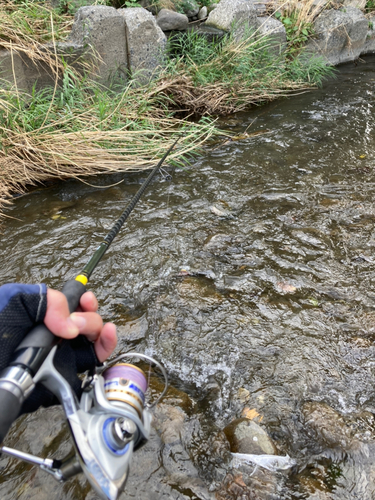 アユの釣果